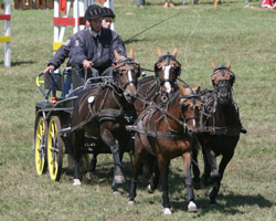 Rüdiger Schulz aus Neuhof (Poel) siegte mit seinem Pony-Viererzug aus selbstgezogenen Ponys in Dorthealyst (Dänemark). Foto: Jutta Wego